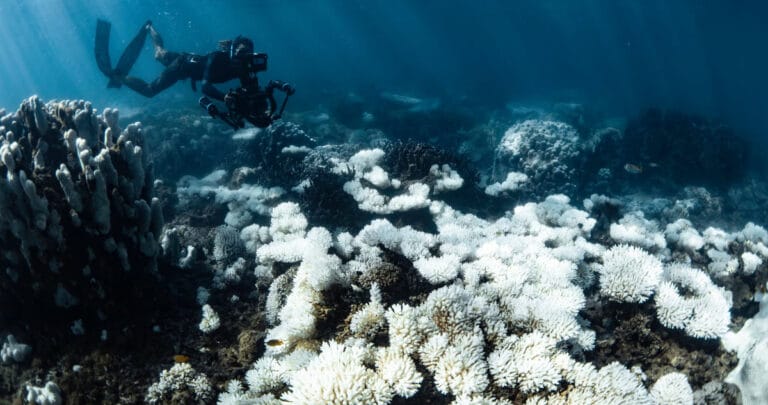 Ningaloo Resifi’nde büyük tehdit: Mercan beyazlaması giderek yayılıyor