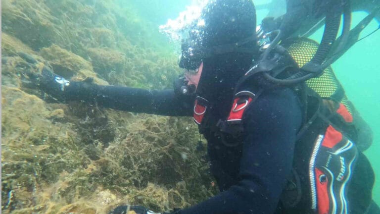 Bursa’da dalgıçlar müsilajı görüntüledi