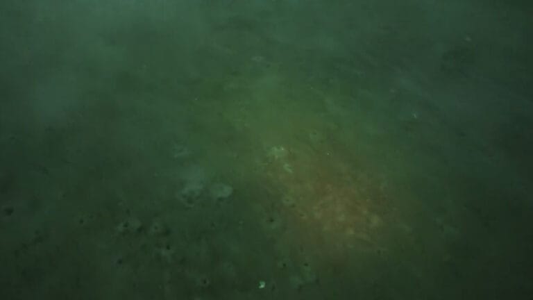 ‘Hava ısındıkça müsilaj daha da artacak’