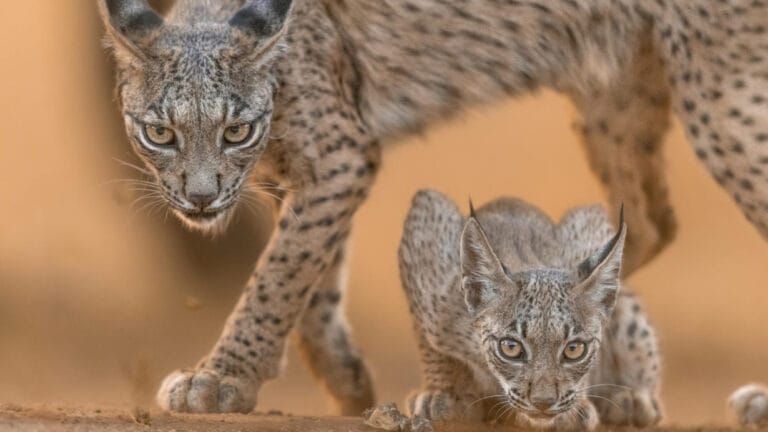 Hayvanlar arası eşitsizlik: Büyük hayvanlara büyük fon, diğer türler geri planda