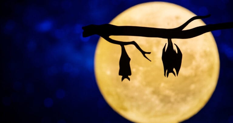 Işık kirliliği ve gecenin unutulmuş canlıları: Omurgasızlar tehlikede