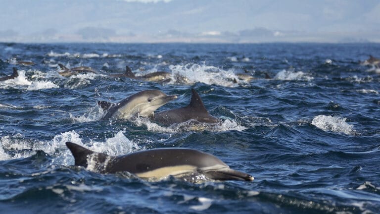 Monterey Körfezi’nde “Süperpod”: 2.000’den fazla yunus bir arada