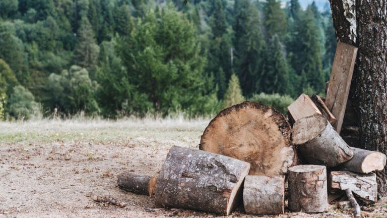 Dünya genelinde ağaç türleri yok olma tehlikesiyle karşı karşıya