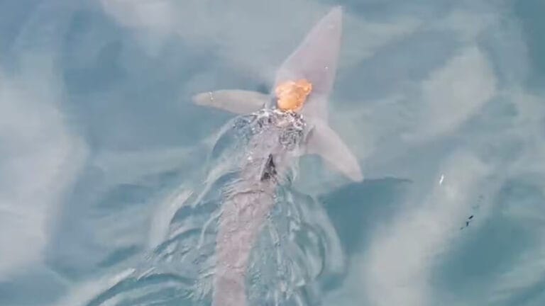 Ahtapot, köpekbalığının sırtında yolculuğa çıktı!