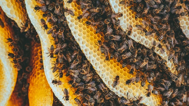 ABD’de bal arısı ölümleri rekor seviyelere ulaştı: Arıcılar iflasın eşiğinde