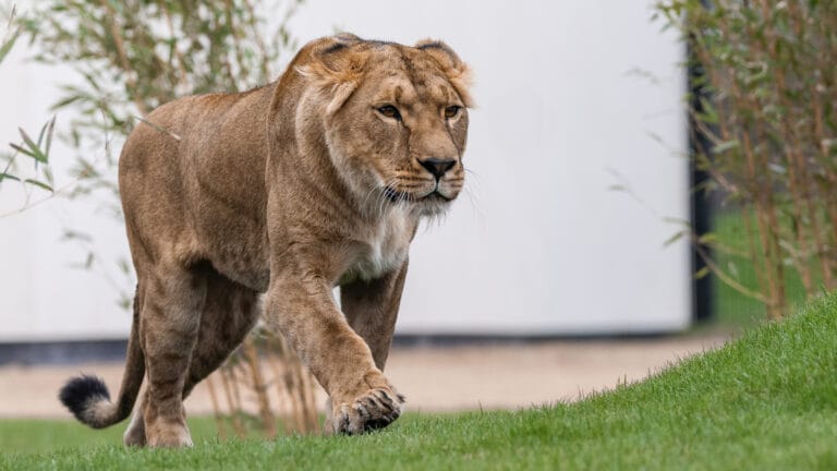 Ukrayna’daki savaşta travma geçiren 5 aslan İngiltere’ye götürüldü