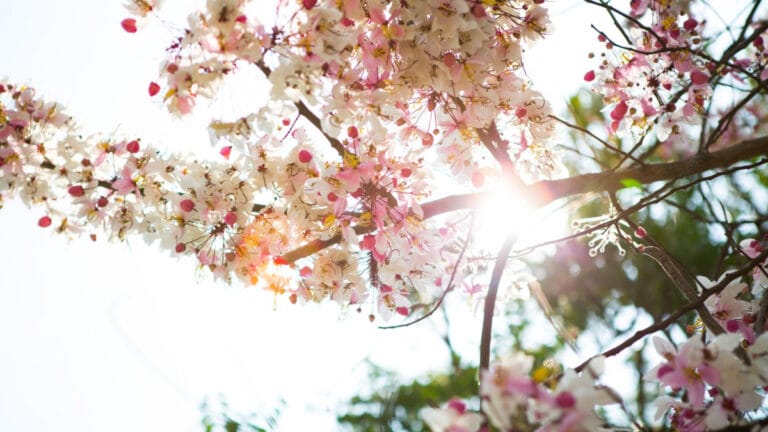 Hava sıcaklıkları mevsim normalleri üzerinde