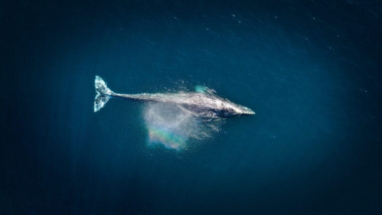 Balina idrarı okyanuslara binlerce ton besin taşıyor