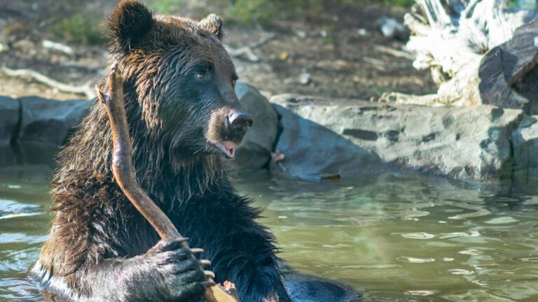 Trump yönetiminin bilim kurumlarını tasfiyesi, nesli tehlike altındaki türleri risk altında bırakıyor
