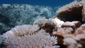 Büyük Set Resifi için umut ışığı var: Kritik sınır 2 derecenin altında kalırsa kısmi kurtuluş mümkün