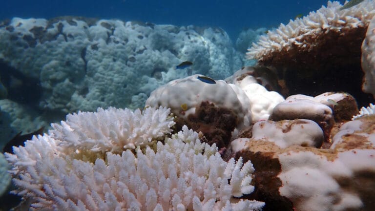 Büyük Set Resifi için umut ışığı var: Kritik sınır 2 derecenin altında kalırsa kısmi kurtuluş mümkün