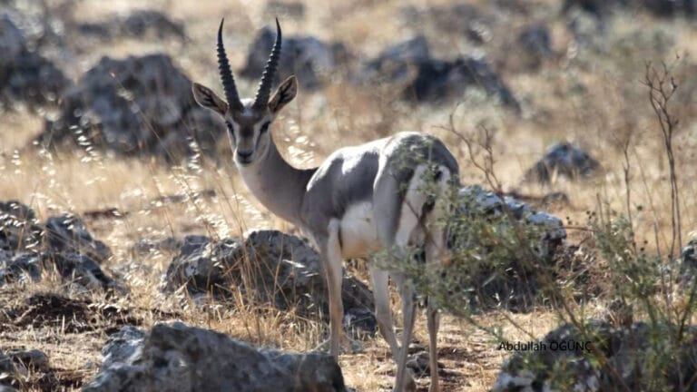 Hatay dağ ceylanları tehdit altında! Yeni alanlar araştırılıyor