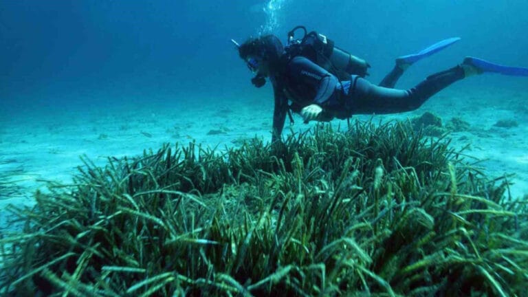 Deniz çayırları için acil çağrı: Derhal durdurulmalı