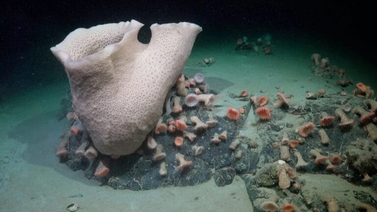 Antarktika’da buz altında şaşırtıcı deniz yaşamı keşfedildi