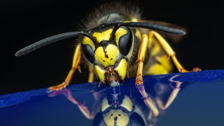 İstilacı Asya eşek arıları Avrupa’da yüzlerce yerel böcek türünü avlıyor