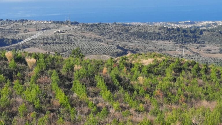 Ege Orman Vakfı’ndan 30 yılda 14,5 milyon fidan