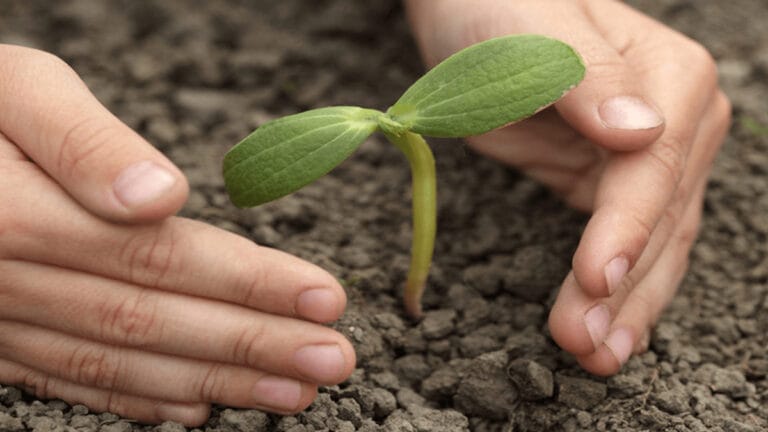 Gedik Piliç, 50 bin kızılçam ve karaçam tohumunu toprakla buluşturuyor
