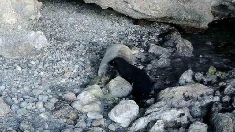 ‘Dünya Fok Günü’nde yeni doğmuş ‘Akdeniz keşiş foku’ görüntülendi