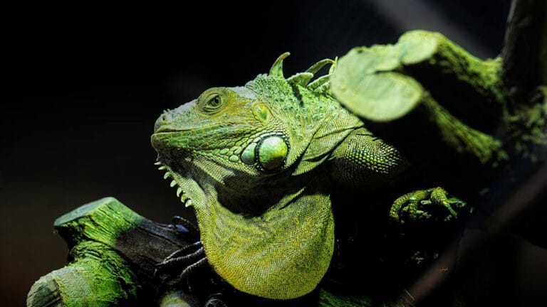 Fiji ve Tonga’daki gizemli iguanalar: Binlerce km süren yolculuğun sırrı çözüldü mü?