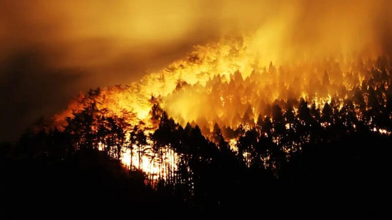 Japonya’da orman yangınları: 514 hektar küle döndü, 16 bin evde elektrik kesintisi