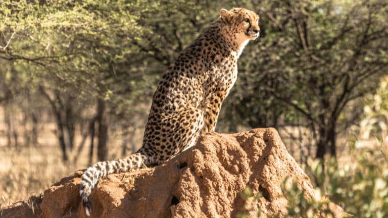 Kenya’da yaban hayatı koridorları daralıyor: Nüfus artışı ve kentleşme tehdit oluşturuyor