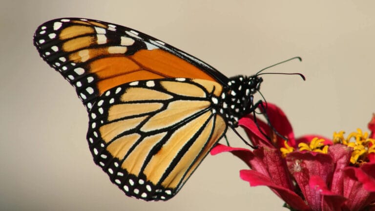 ABD’de kelebek popülasyonu son 20 yılda yüzde 22 azaldı