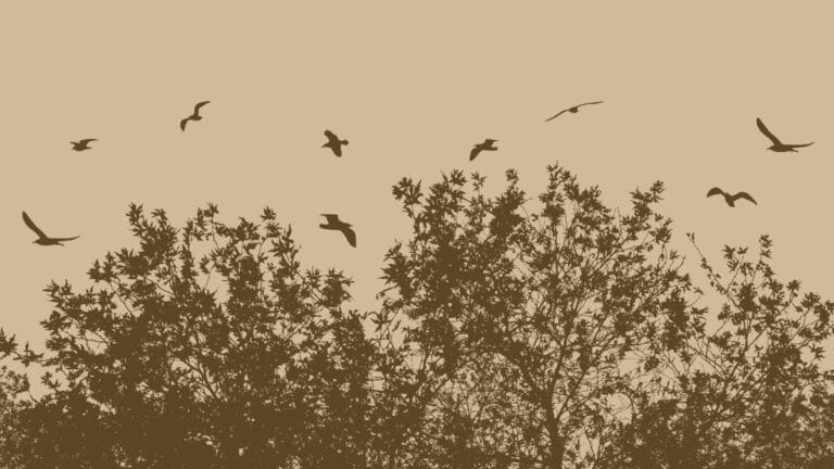 Kuş akciğerlerinde ilk kez mikroplastik tespit edildi