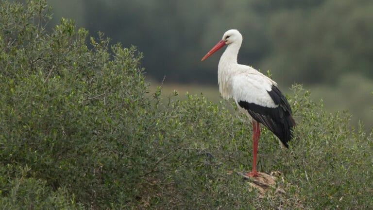 Lübnan leylek avı katliamı! Milyonlarca kuşun hayatı tehlikede