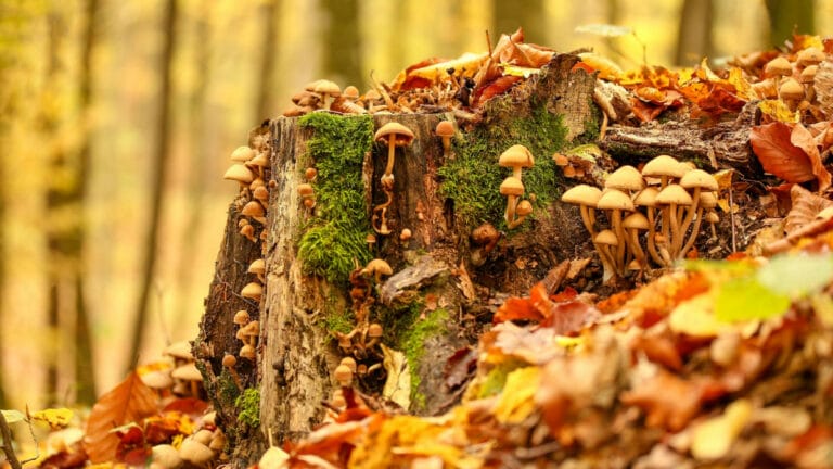Yüzlerce mantar türü yok olma tehlikesiyle karşı karşıya! Dünyayı nasıl etkileyecek?