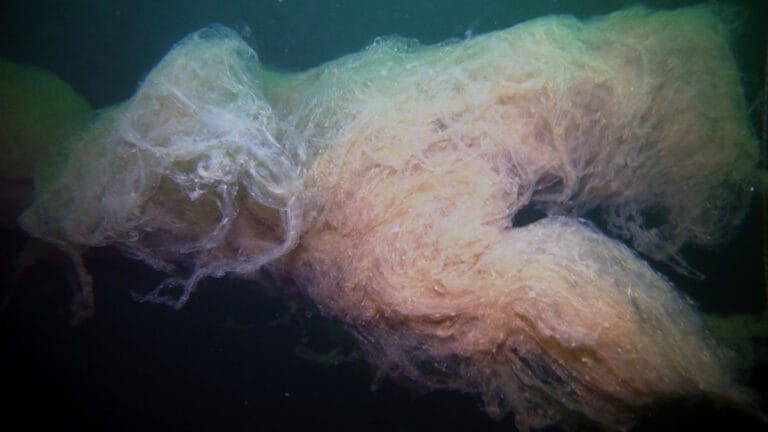 Marmara’da müsilaj bulutlara dönüştü: Marmara’nın yüzeyini kaplamaya yetecek