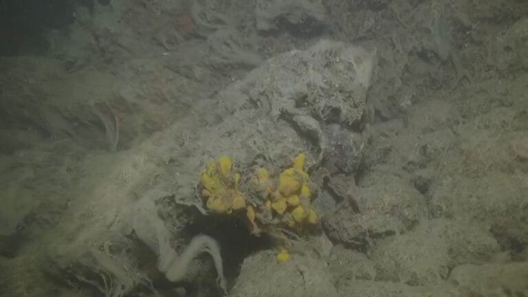 Prof. Sarı: Müsilaj Marmara’nın nefesini kesiyor