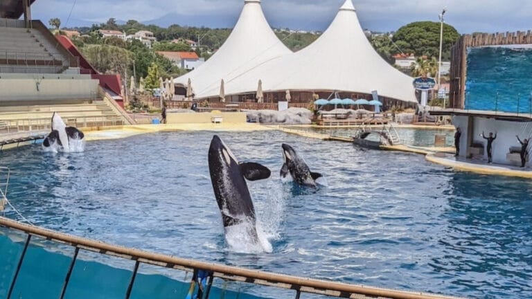 Marineland Antibes’in kapanışı sonrası orkaların geleceği belirsizliğini koruyor