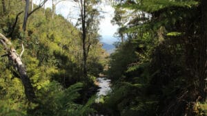 İngiltere’de yeni ulusal orman için 20 milyon ağaç dikilecek
