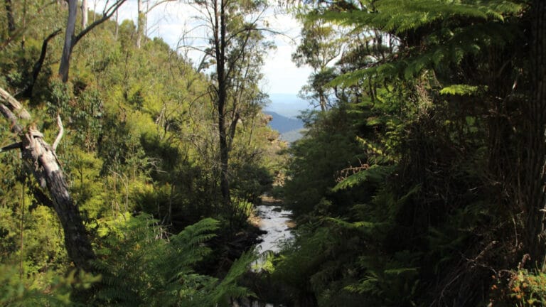 İngiltere’de yeni ulusal orman için 20 milyon ağaç dikilecek