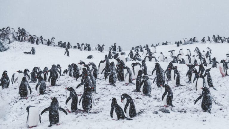 Güney Afrika’da balıkçılık yasağı: Afrika penguenleri için umut ışığı