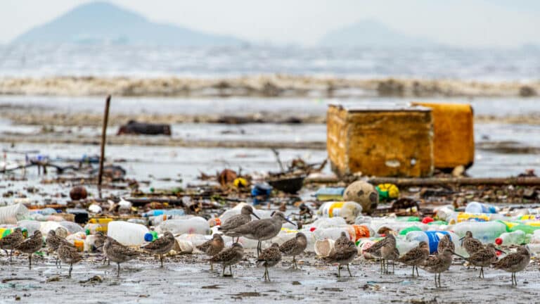 BM plastik müzakerelerinin bir sonraki turu İsviçre’de