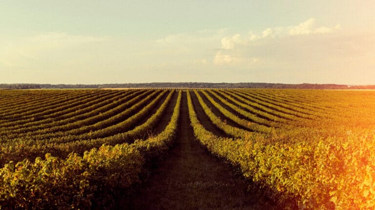 Mikroplastikler bitki fotosentezini engelliyor, gıda üretimi tehlikede