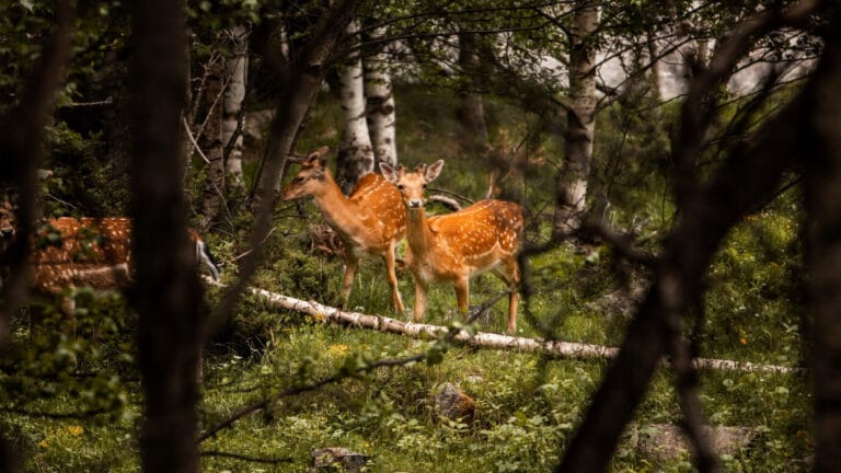 2 bin çalışma ve 100 bin bölge incelendi! İnsanlar doğal yaşamı yok ediyor