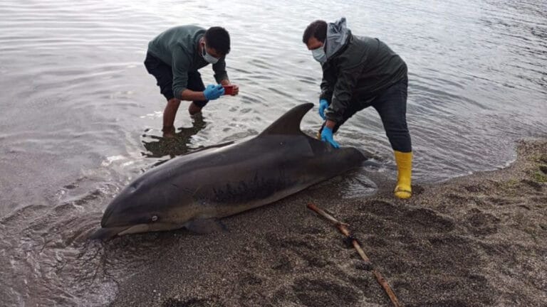 Sinop’ta ölü yunus kıyıya vurdu