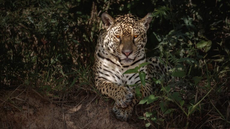 Trump yönetiminden ‘Nesli Tehlike Altındaki Türleri Koruma Yasası’na darbe