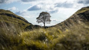 İkonik Sycamore Gap ağacını kesen iki kişiye dört yıl hapis cezası
