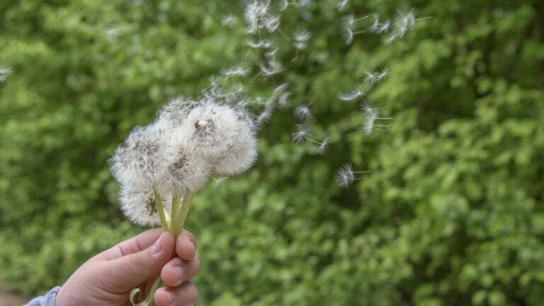 İklim değişikliği alerji sezonlarını uzatıyor: “Fırtına astımı” vakaları artabilir