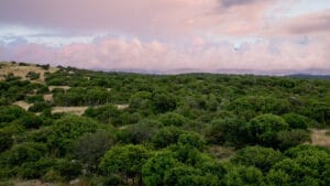 Arap Çölü bir zamanlar Afrika ile Asya arasında yeşil bir geçit olabilir