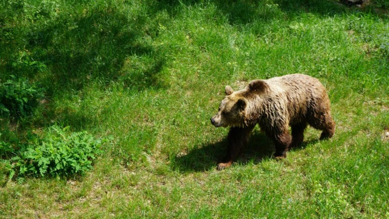 Slovakya, artan ayı saldırıları nedeniyle 350 ayıyı vurma planını onayladı
