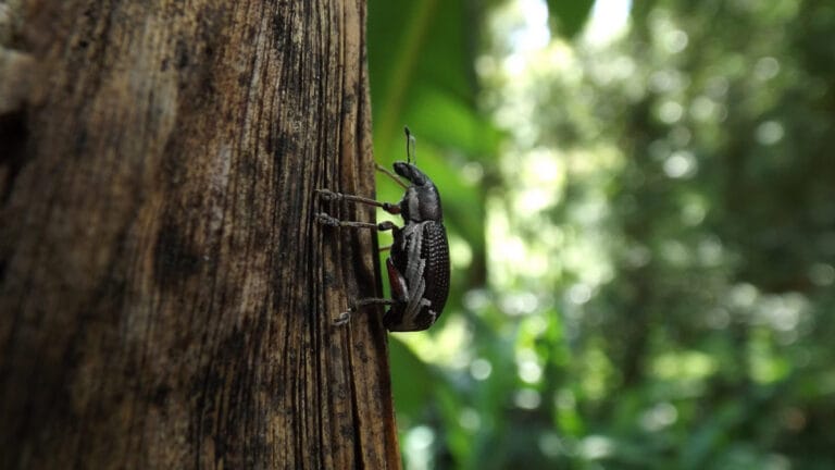 Böceklerin yüzde 99’u hakkında veri yok: Bu, doğa için neden bir alarm zili?