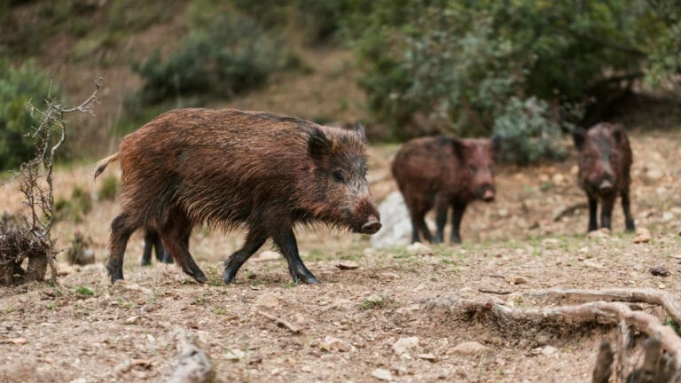 Japonya ‘acil durumlarda’ vahşi hayvanların vurulmasına onay verdi