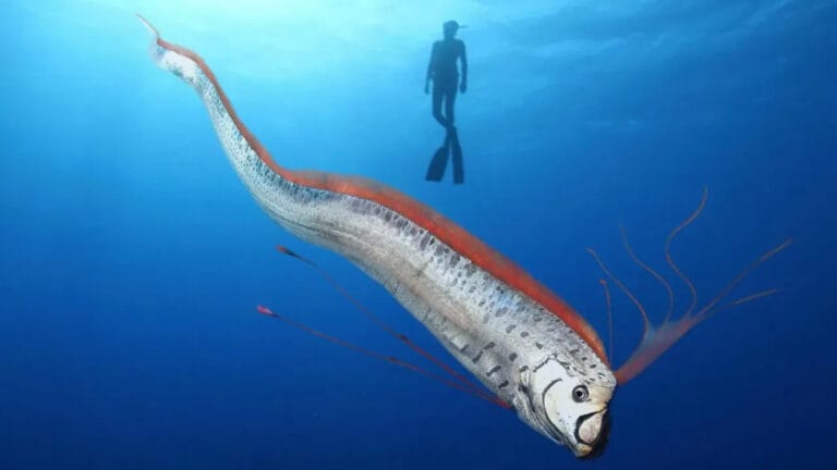 Felaket Balığı Nedir? Efsaneler, Gerçekler ve Bilimsel Yorumlar