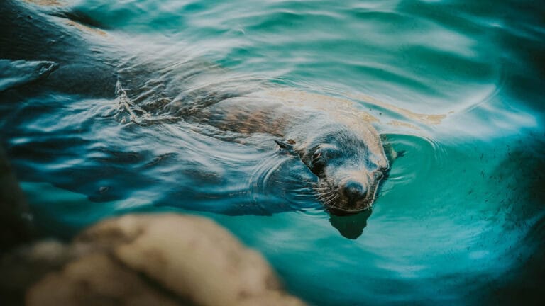 Hollanda’da açılan yeni fok kurtarma merkezi, yaralı yavrulara umut oluyor