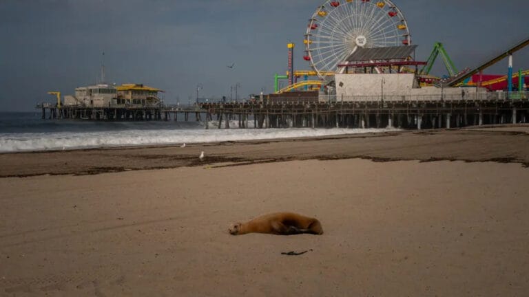 California sahillerinde deniz canlılarını tehdit eden zehirli alg patlaması yaşanıyor