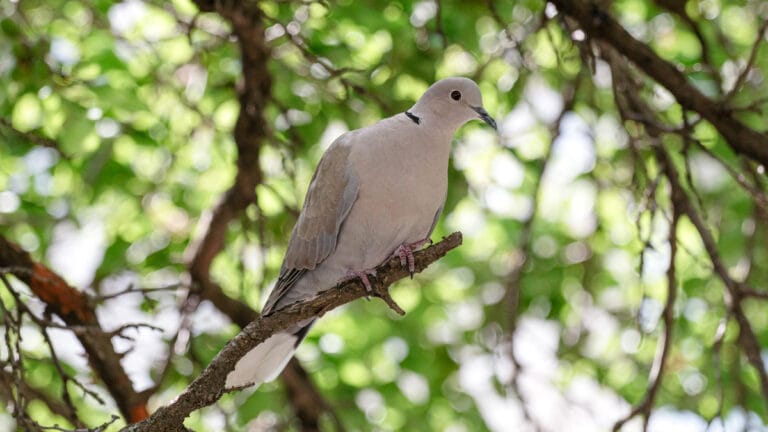 AB’den tartışmalı karar: Kumru avı kısıtlı şekilde yeniden başlıyor